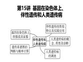 第15讲 基因在染色体上、伴性遗传和人类遗传病-【高考一轮】备战2025年高考生物一轮复习精优课件