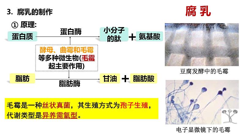 第32讲 发酵工程-【高考一轮】备战2025年高考生物一轮复习精优课件第5页