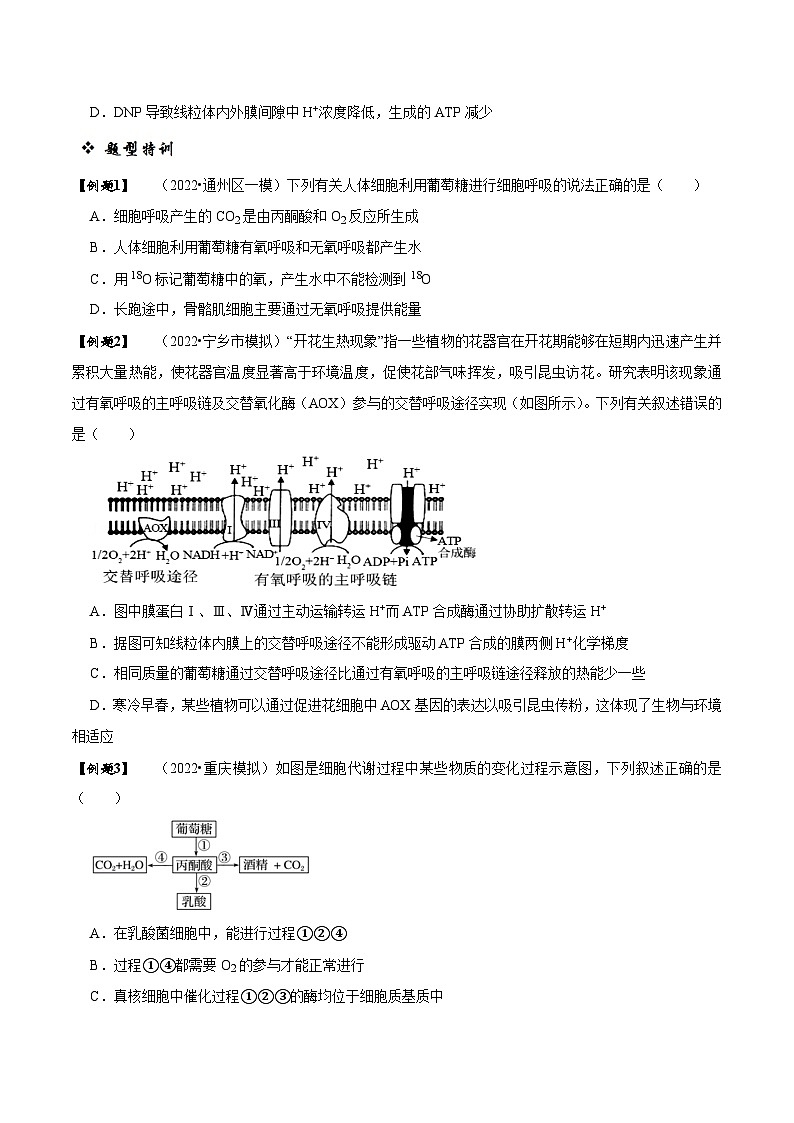 题型5 从物质与能量视角探索细胞呼吸（题型归纳）（原卷版）第3页