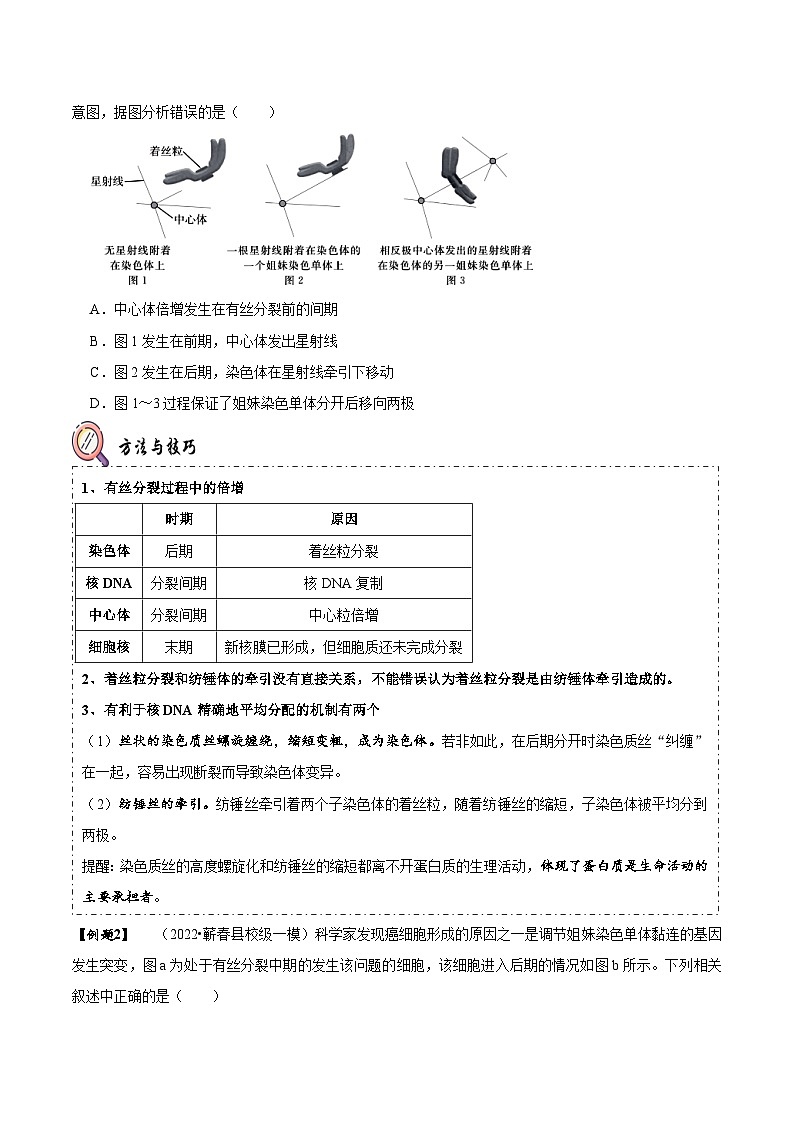 题型8 细胞生命历程的易错辨析（题型归纳）（原卷版）第2页