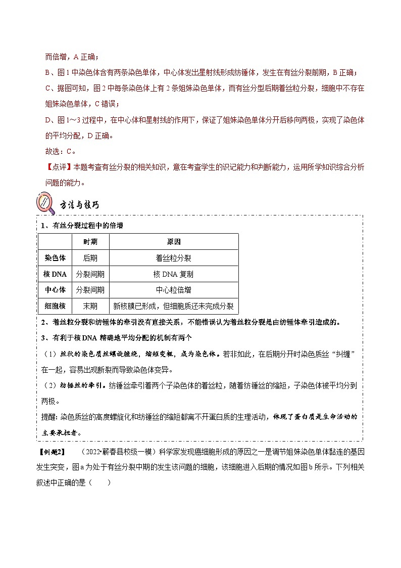 题型8 细胞生命历程的易错辨析（题型归纳）（解析版）第3页
