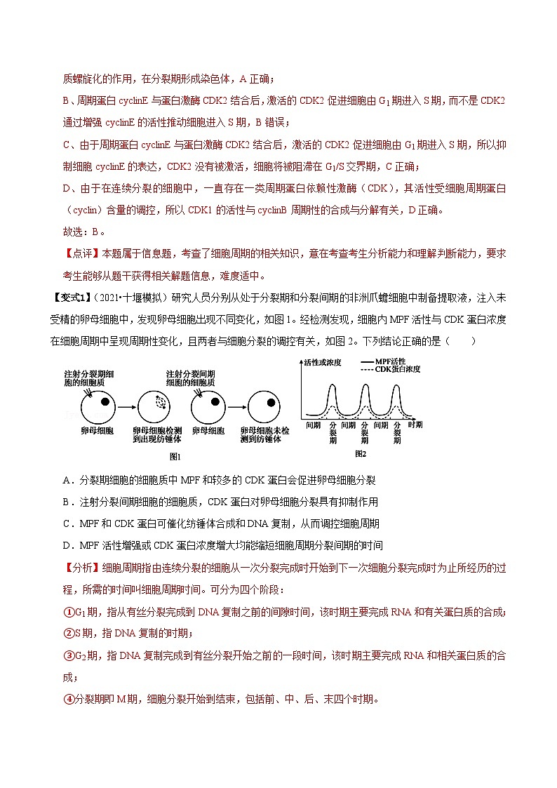 题型9 与细胞周期有关的实验分析（题型归纳）（解析版）第2页