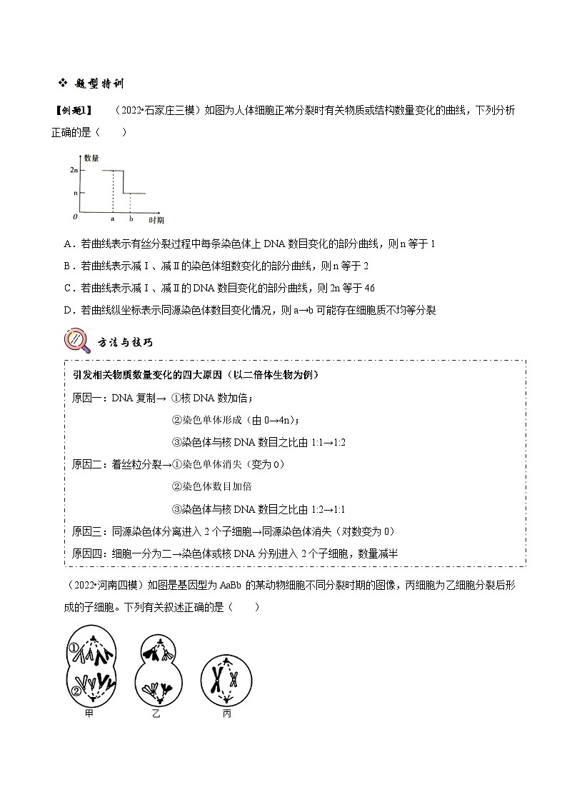 题型10 构建模型，解减数分裂疑难问题（题型归纳）（原卷版）第3页