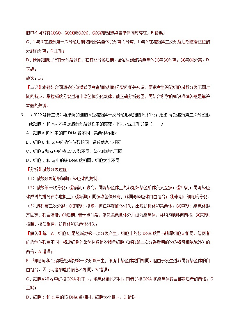 题型10 构建模型，解减数分裂疑难问题（题型集训）（解析版）第3页