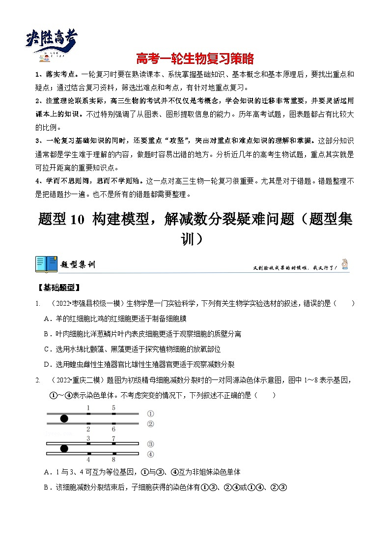 题型10 构建模型，解减数分裂疑难问题（题型集训）（原卷版）第1页