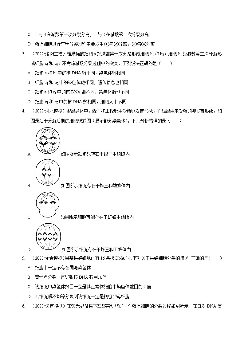 题型10 构建模型，解减数分裂疑难问题（题型集训）（原卷版）第2页