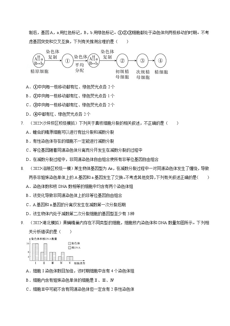 题型10 构建模型，解减数分裂疑难问题（题型集训）（原卷版）第3页