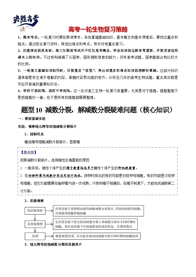 题型10 减数分裂，解减数分裂疑难问题（核心知识）（原卷版）第1页