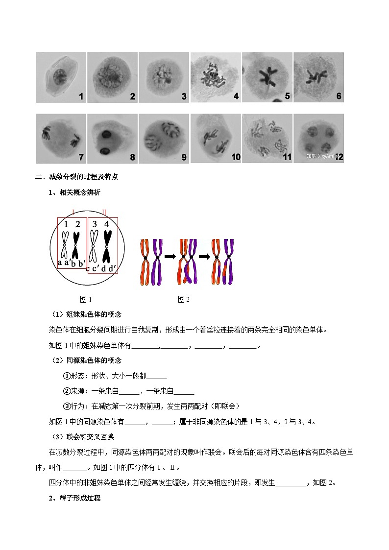题型10 减数分裂，解减数分裂疑难问题（核心知识）（原卷版）第2页