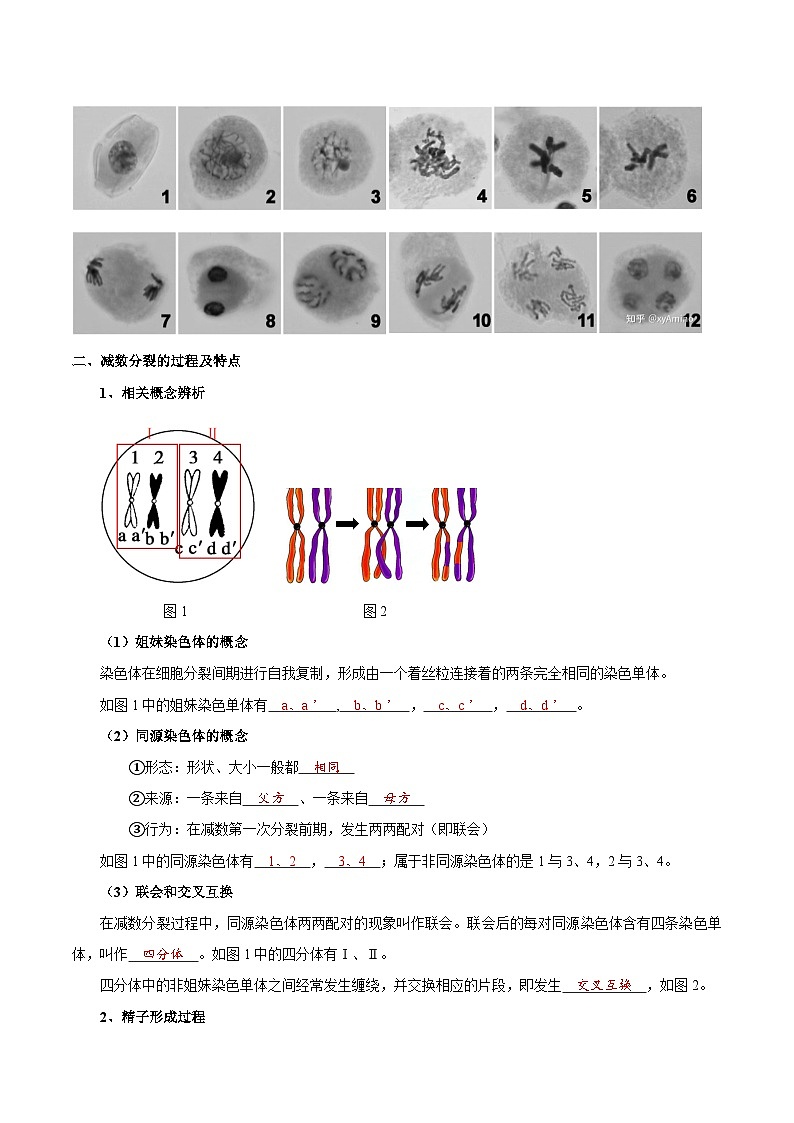 题型10 减数分裂，解减数分裂疑难问题（核心知识）（解析版）第2页