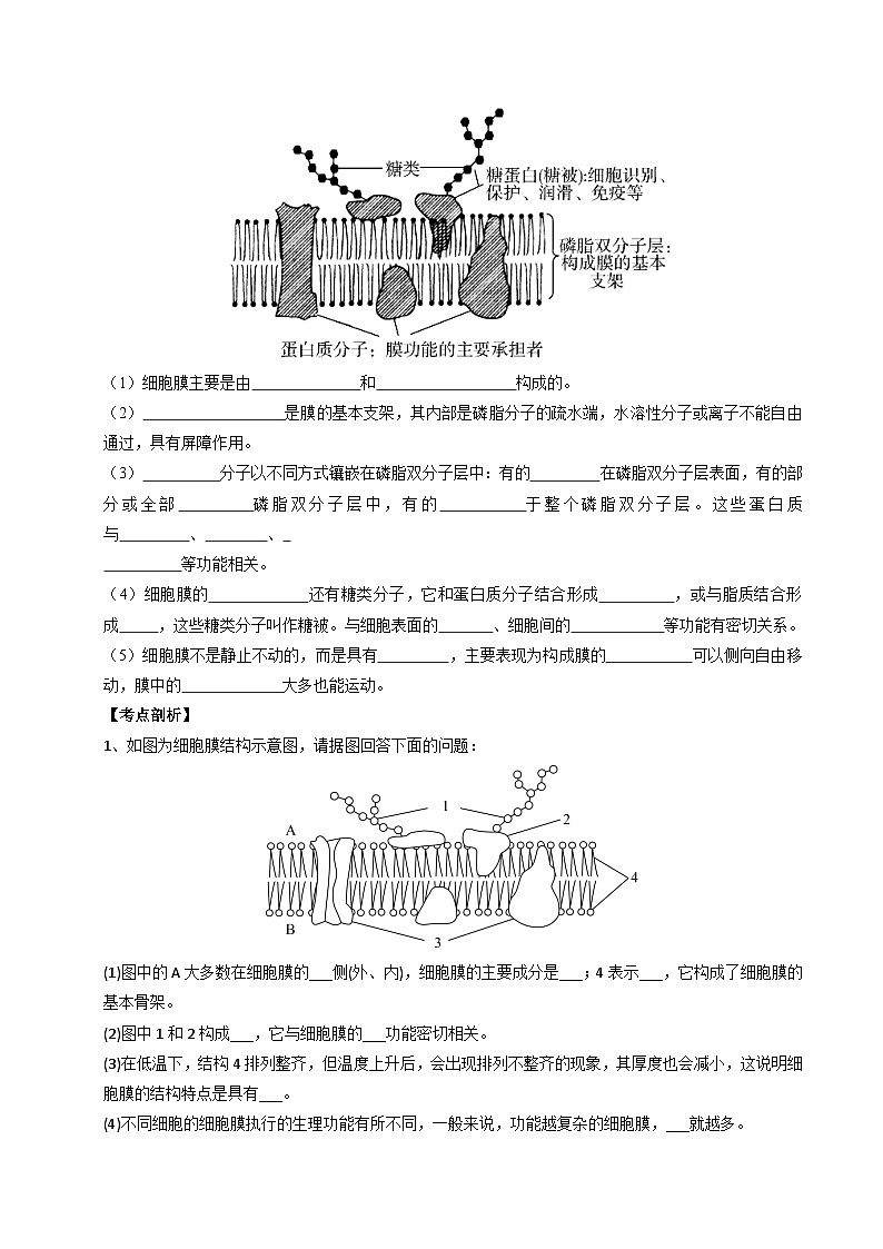 第02讲 细胞膜的成分、结构、功能和物质出入细胞（原卷版）第3页