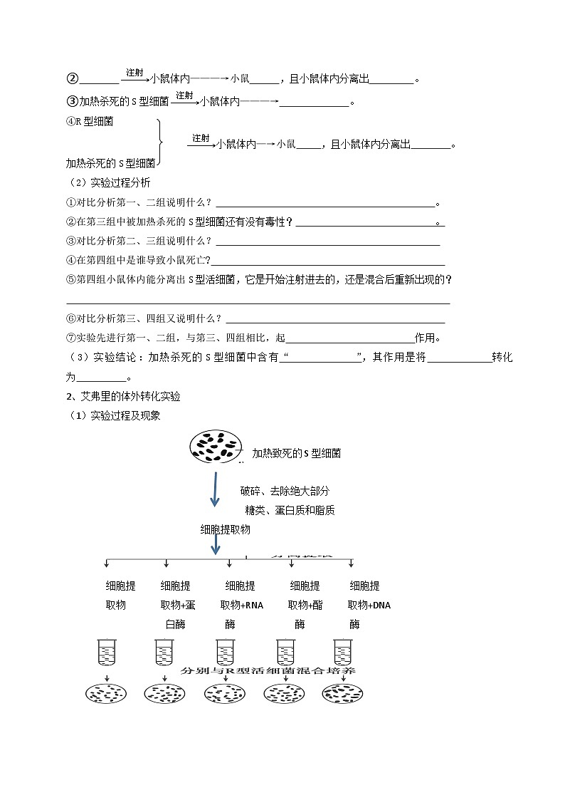 第04讲 DNA是主要的遗传物质（原卷版）第2页
