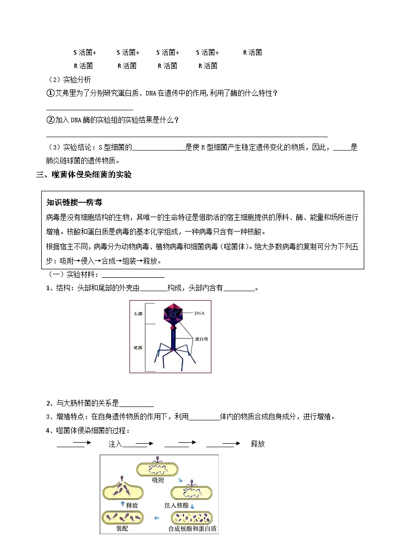 第04讲 DNA是主要的遗传物质（原卷版）第3页