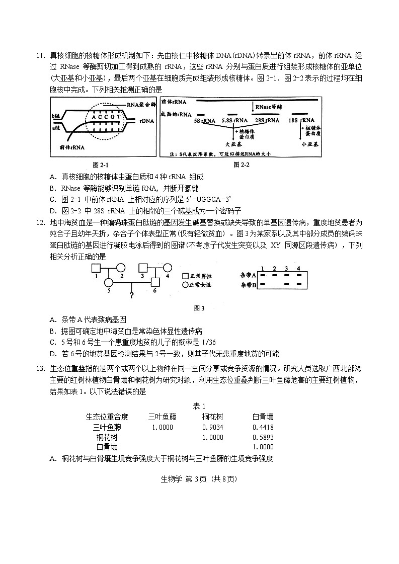 2025柳州高三上学期第二次模拟考试生物含答案第3页