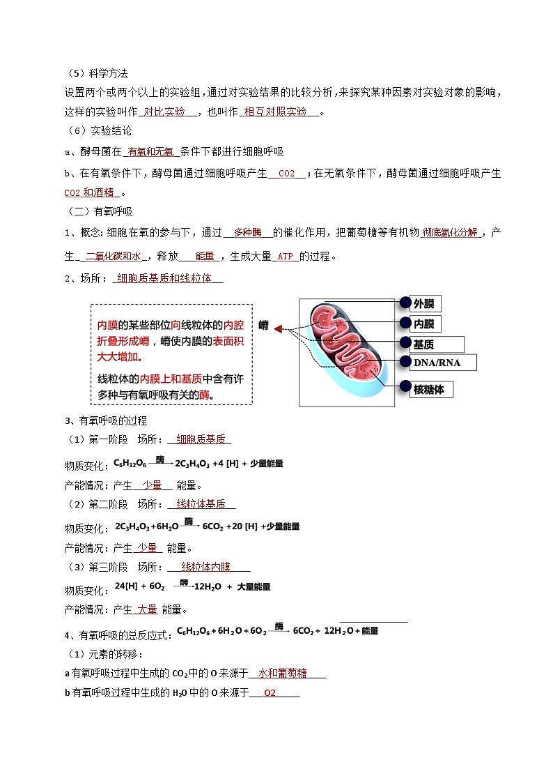 2025年高一生物寒假衔接讲练【人教版】第04讲 细胞呼吸的原理和应用（解析版）第2页