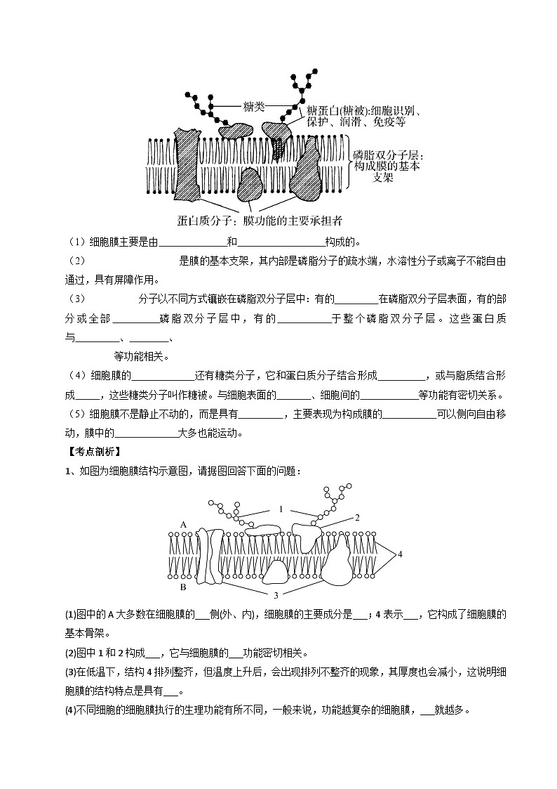 2025年高一生物寒假衔接讲练【人教版】第02讲 细胞膜的成分、结构、功能和物质出入细胞（原卷版）第3页