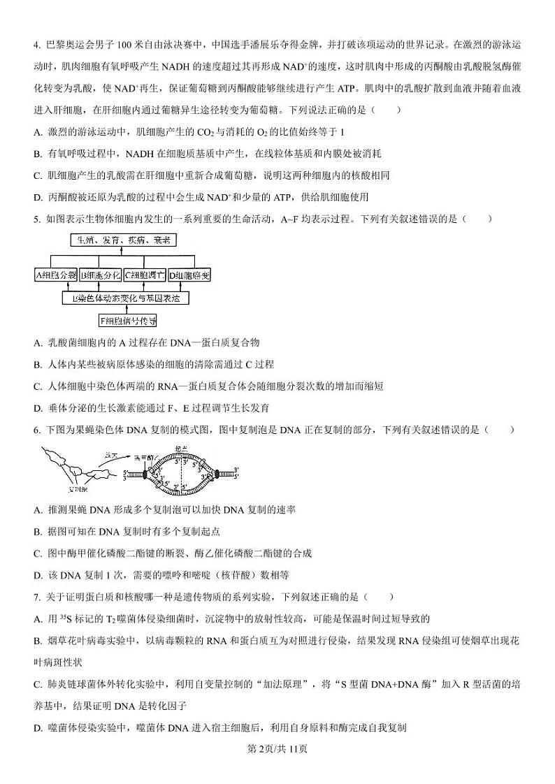 吉林省长春市第二中学2025届高三上学期第四次调研测试生物试卷（PDF版附解析）第2页