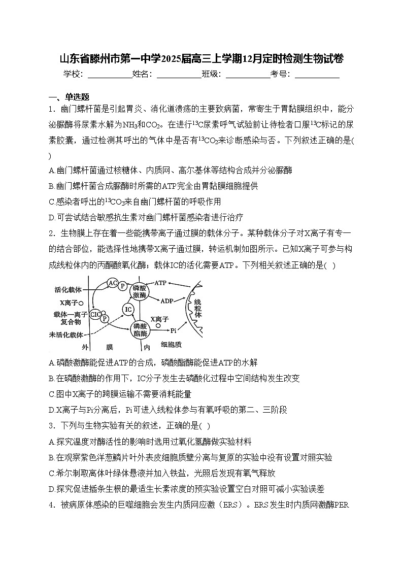 山东省滕州市第一中学2025届高三上学期12月定时检测生物试卷(含答案)第1页