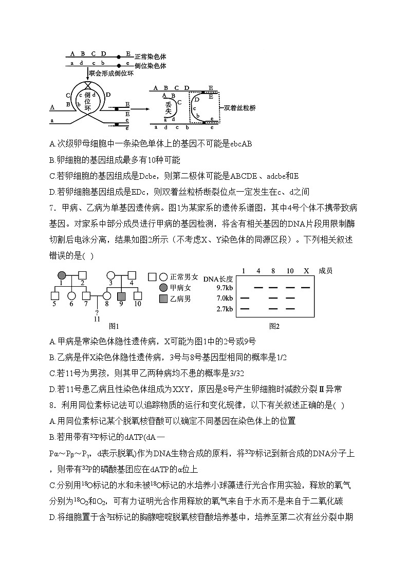 山东省滕州市第一中学2025届高三上学期12月定时检测生物试卷(含答案)第3页