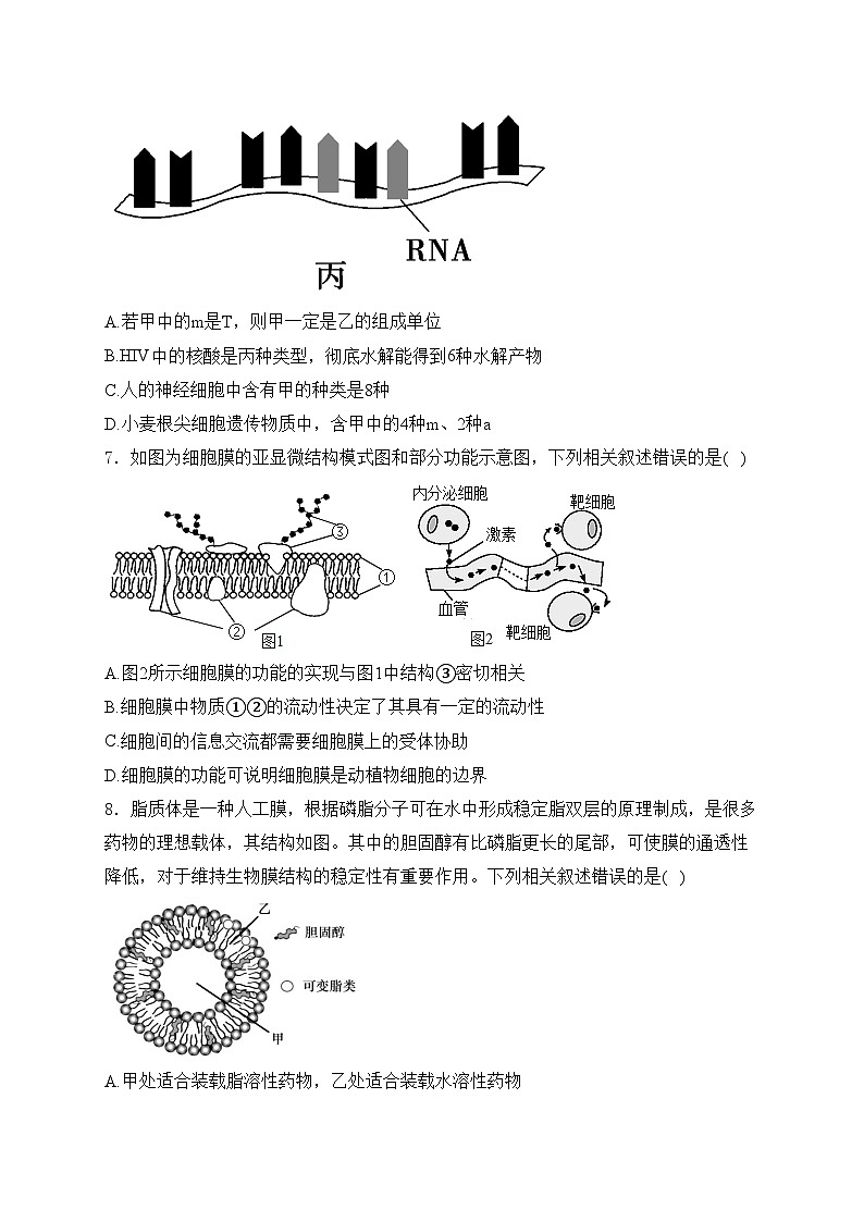 山西省实验中学2024-2025学年高一上学期12月第三次月考生物试卷(含答案)第3页