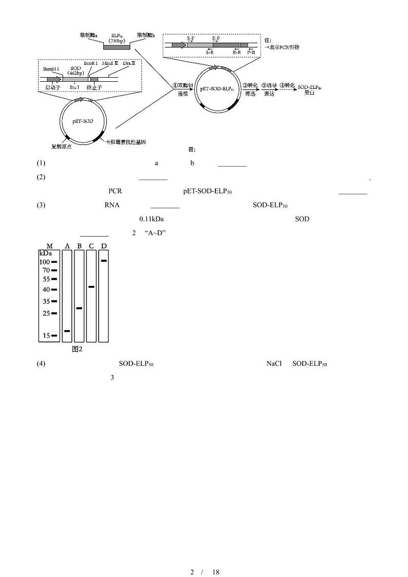 2024全国高考真题生物汇编：发酵工程章节综合（非选择题）第2页