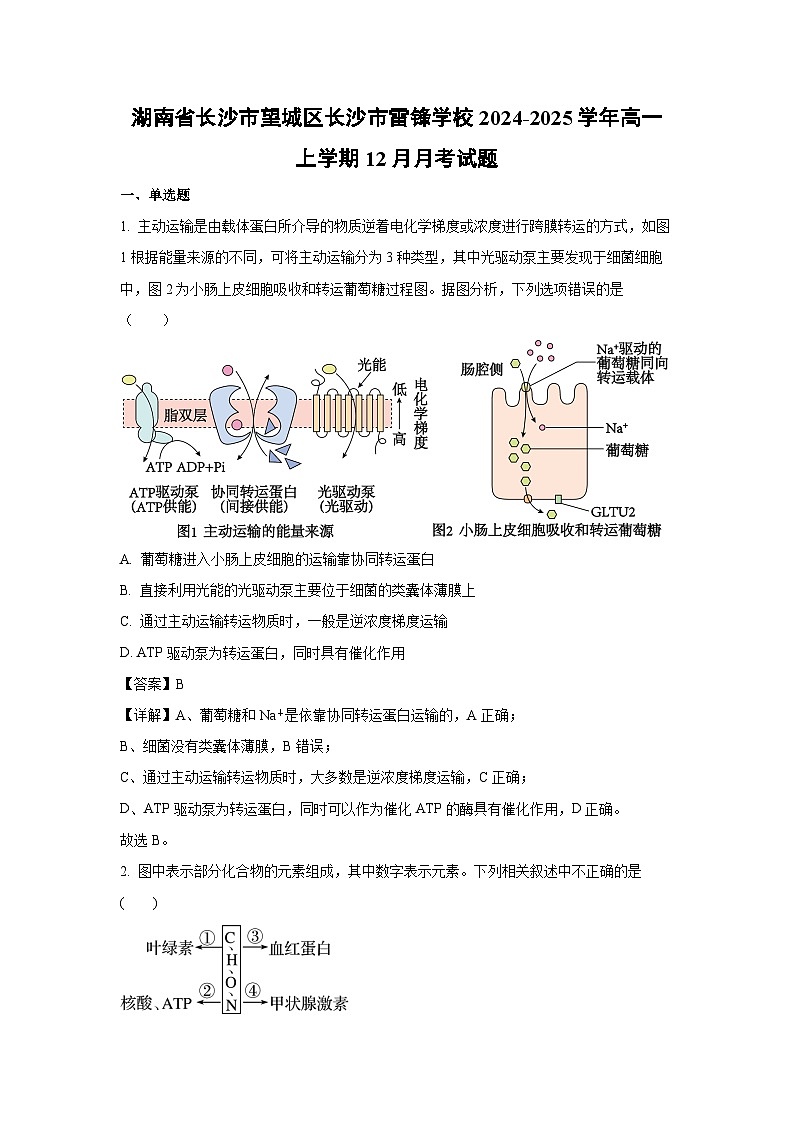 2024~2025学年湖南省长沙市望城区长沙市雷锋学校高一上学期12月月考生物试卷（解析版）第1页