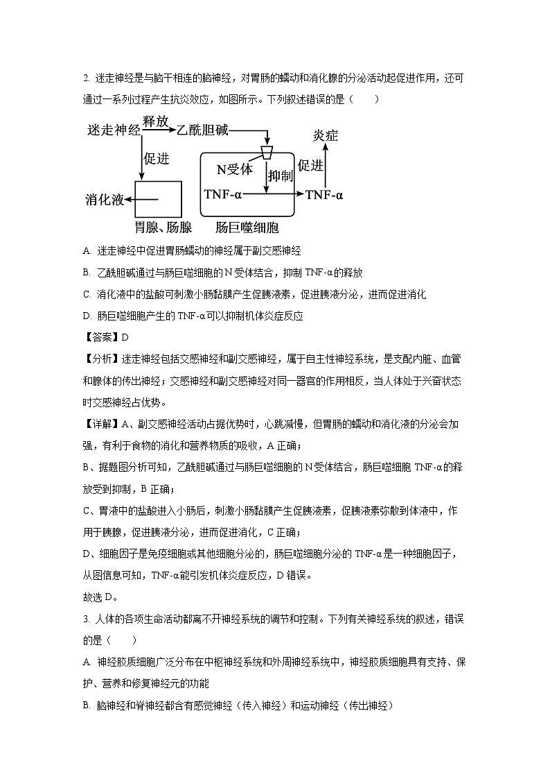 2024~2025学年河北省邢台市名校联合体高二上学期11月期中生物试卷（解析版）第2页