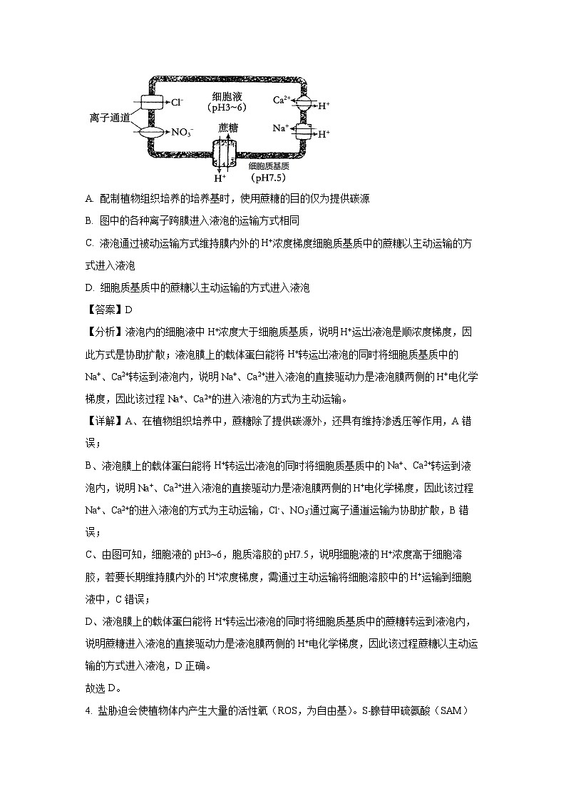 2024~2025学年河北省沧州市沧衡名校联盟高三上学期11月期中考试生物试卷（解析版）第3页