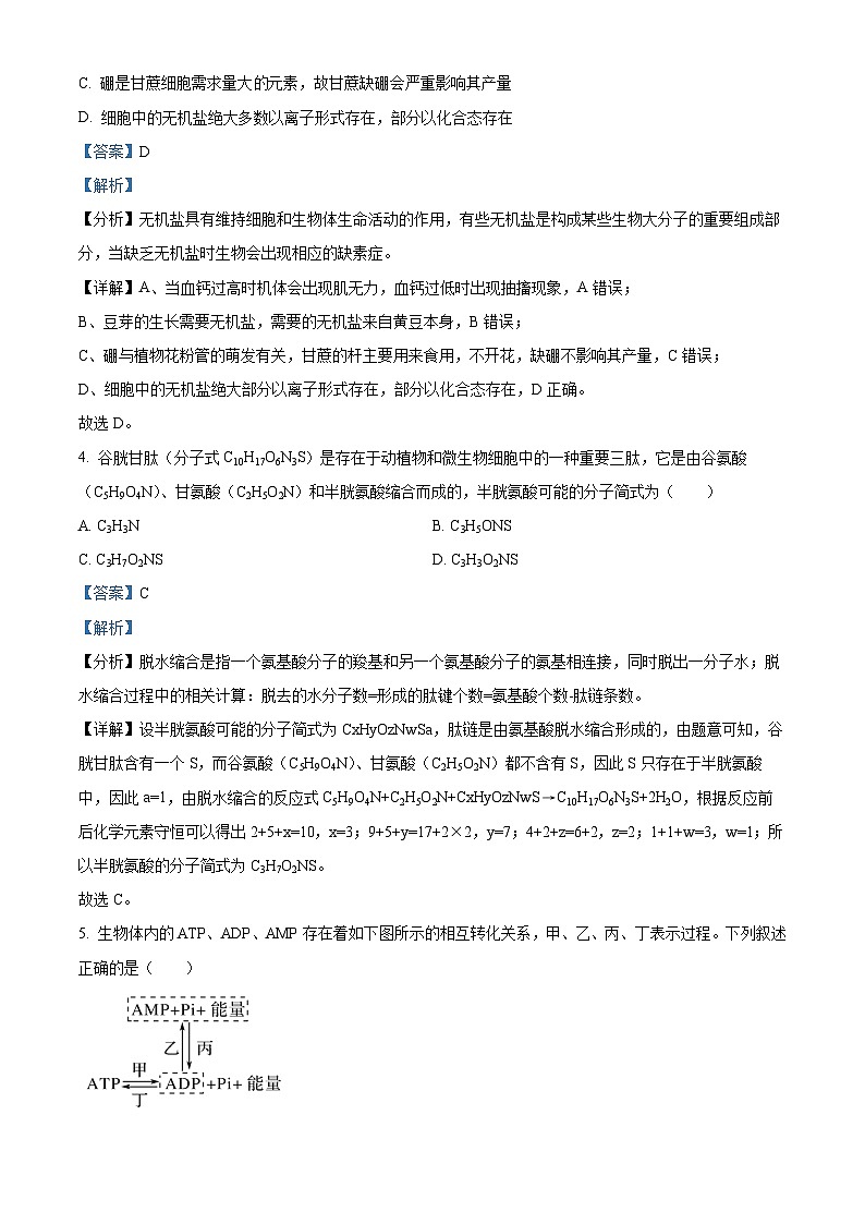 新疆喀什市2024-2025学年高三上学期11月月考生物试卷含解析第2页