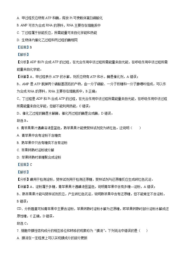 新疆喀什市2024-2025学年高三上学期11月月考生物试卷含解析第3页
