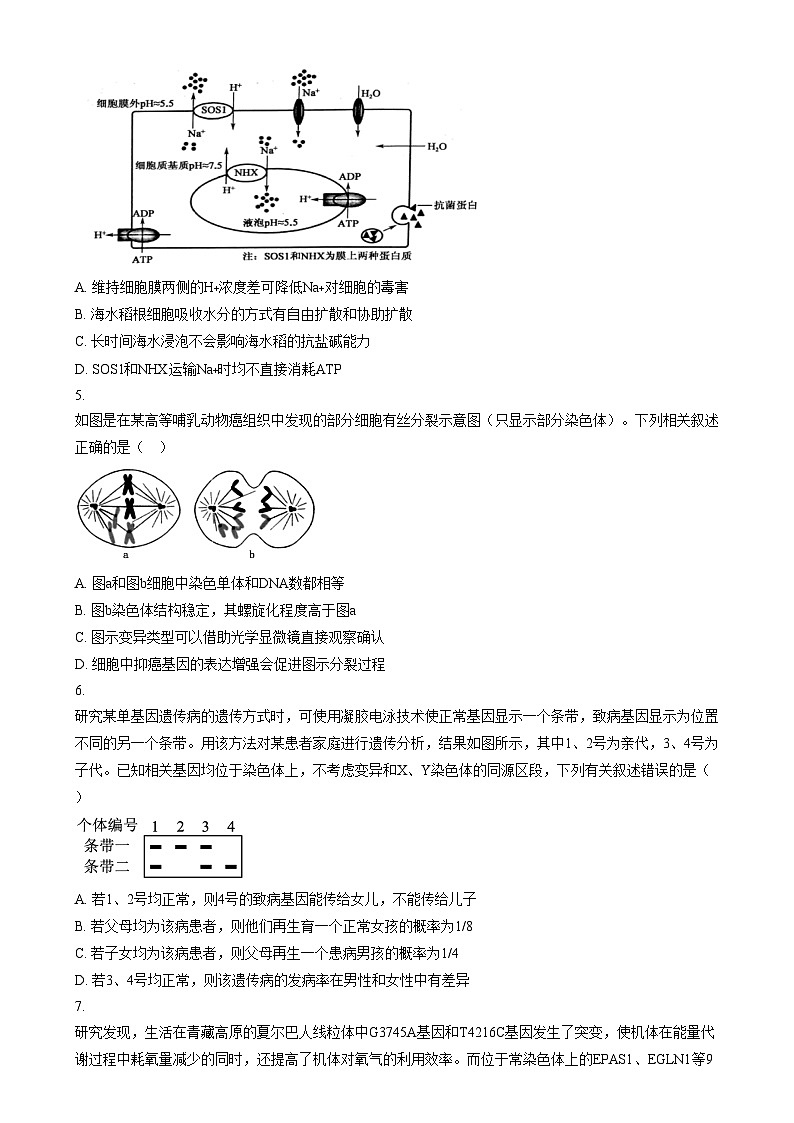 2025届安徽省芜湖市镜湖区安徽师范大学附属中学高三二模生物试题无答案第2页