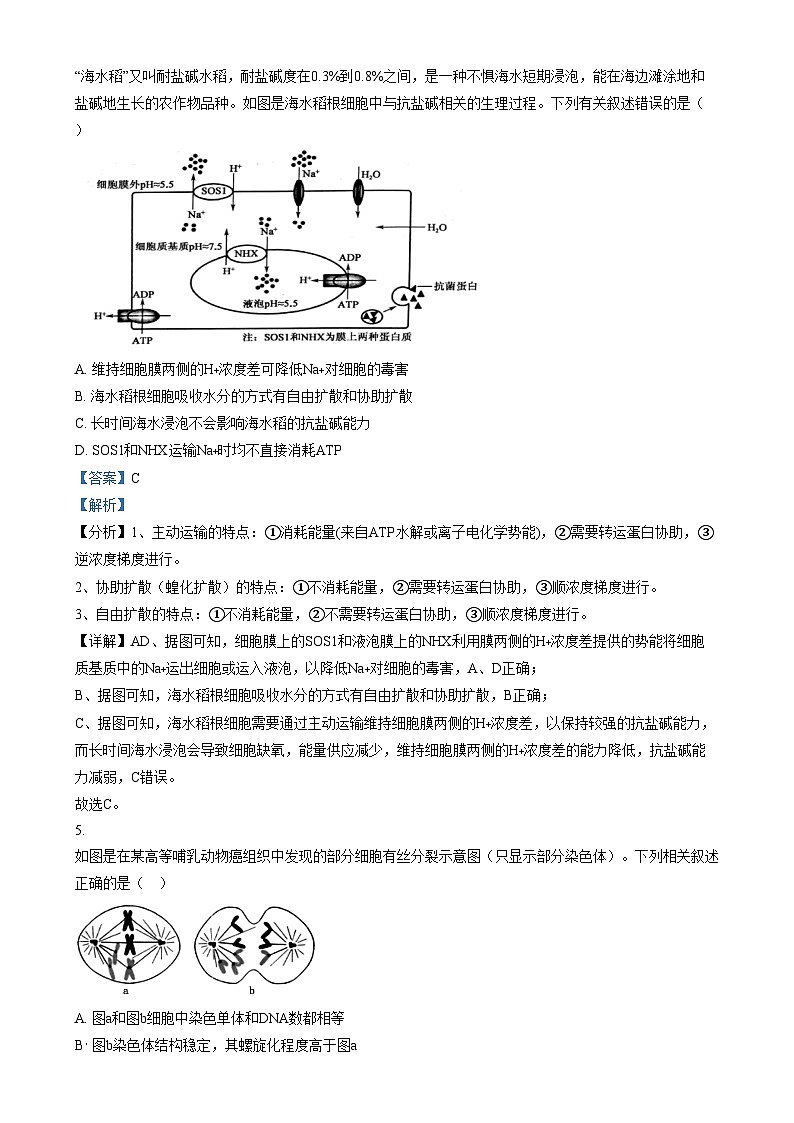 2025届安徽省芜湖市镜湖区安徽师范大学附属中学高三二模生物试题含解析第3页