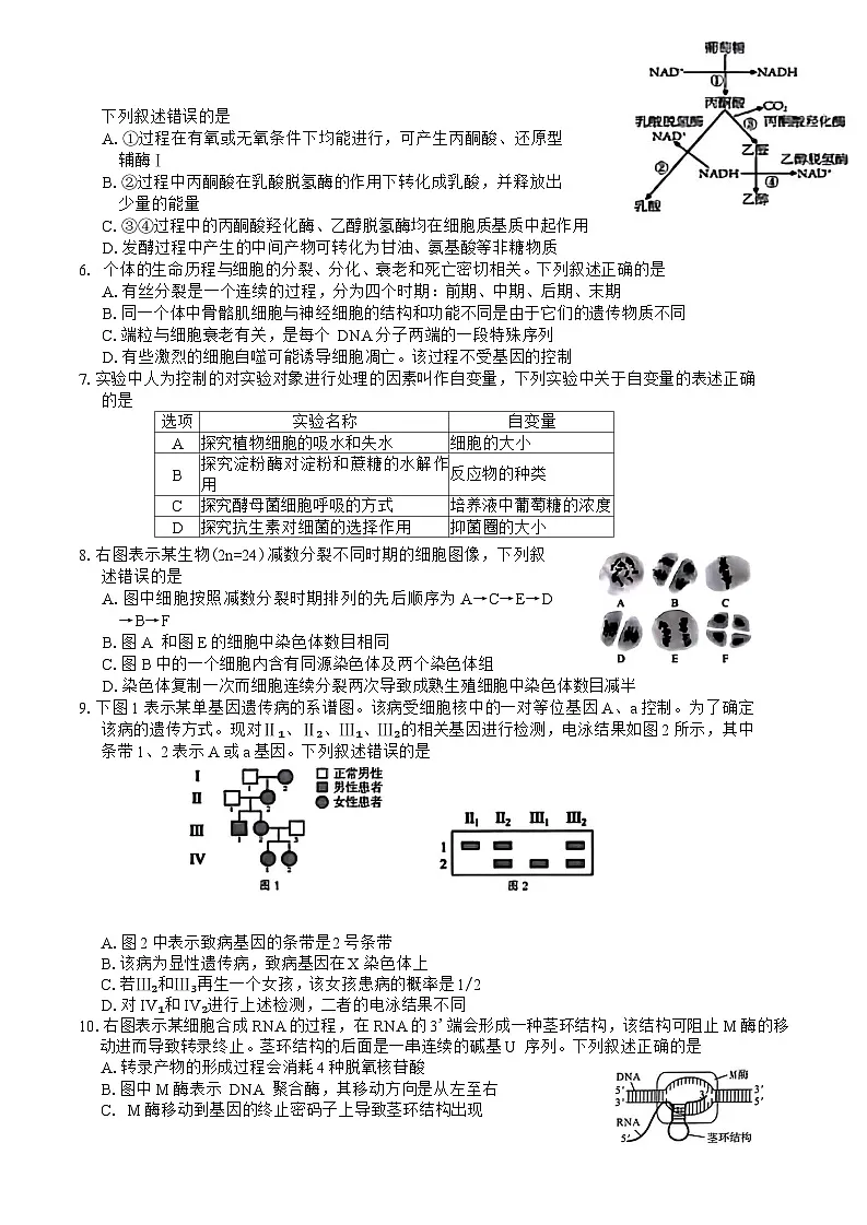 新疆乌鲁木齐地区2025年高三年级第一次质量监测生物学试卷第2页