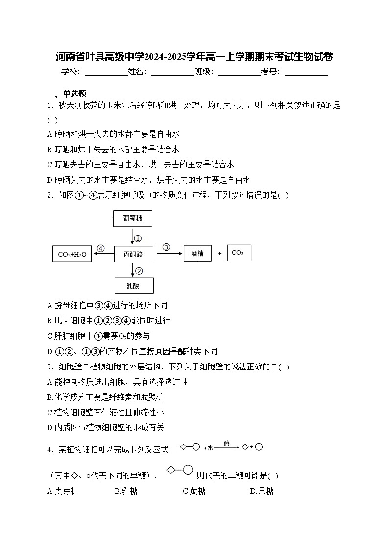 河南省叶县高级中学2024-2025学年高一上学期期末考试生物试卷(含答案)第1页