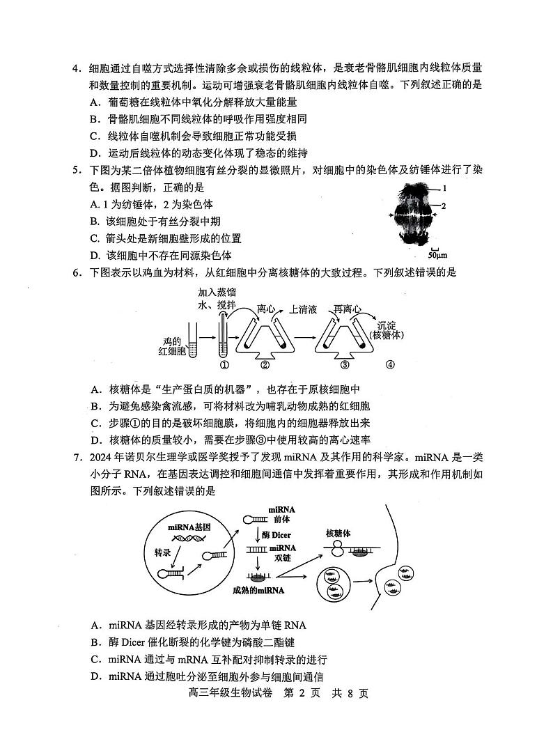 湖北省武汉市武昌区2025届高三上学期期末质量检测-生物试卷+答案第2页