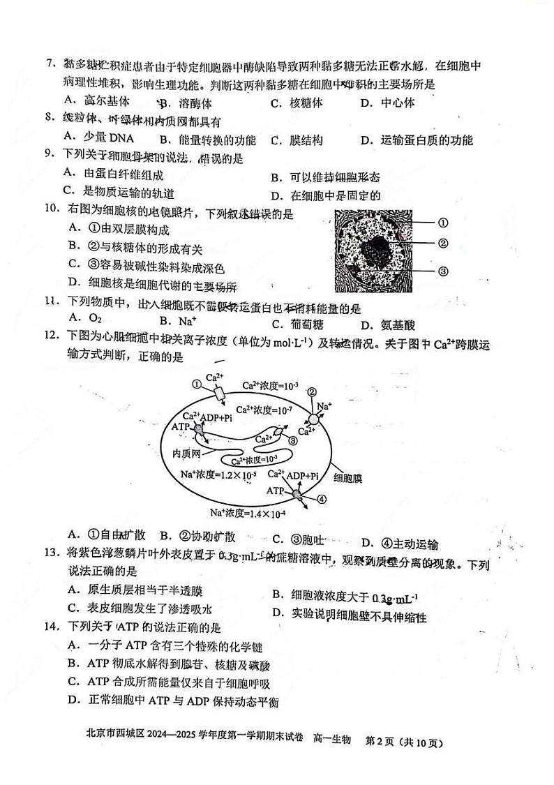北京市西城区2024—2025学年高一上学期期末考试生物试题第2页
