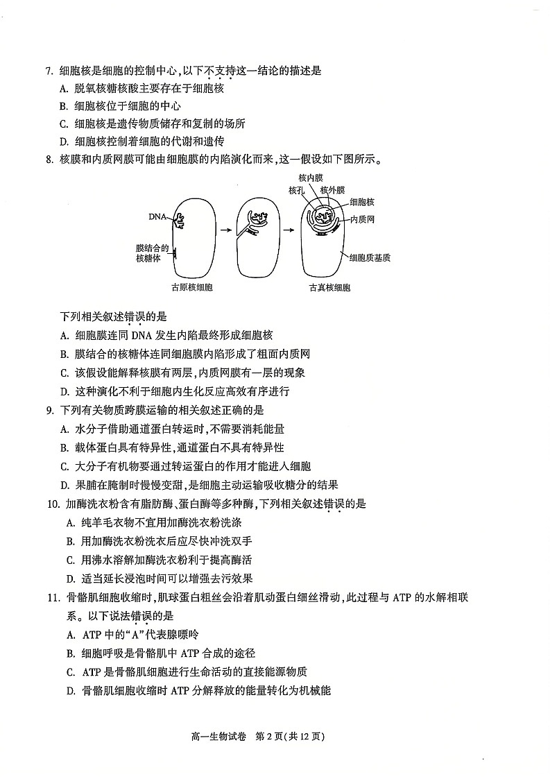 2025北京朝阳高一上学期期末生物试卷和参考答案第2页