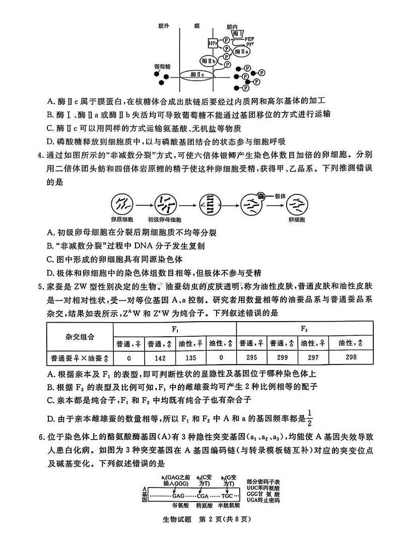河南普通高中青桐鸣大联考2025届高三上学期期末考试-生物试题+答案第2页