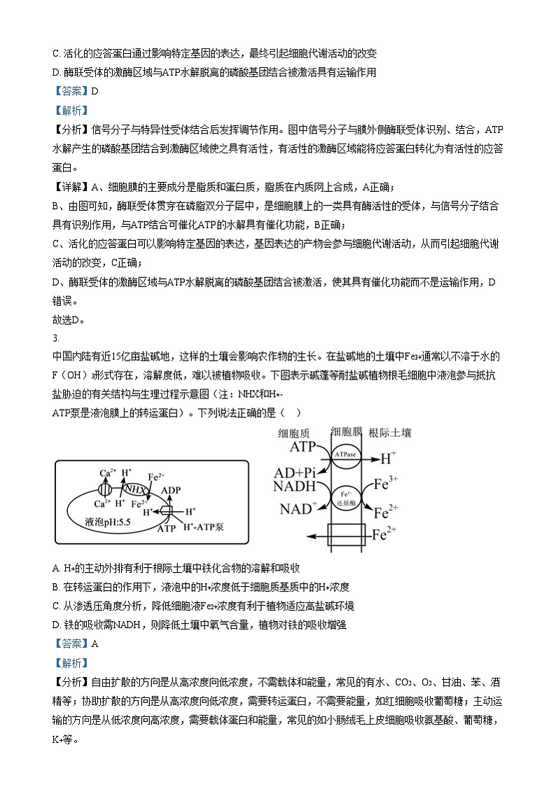 安徽省A10联盟2024—2025学年高三上学期12月联考生物试题  Word版含解析第2页
