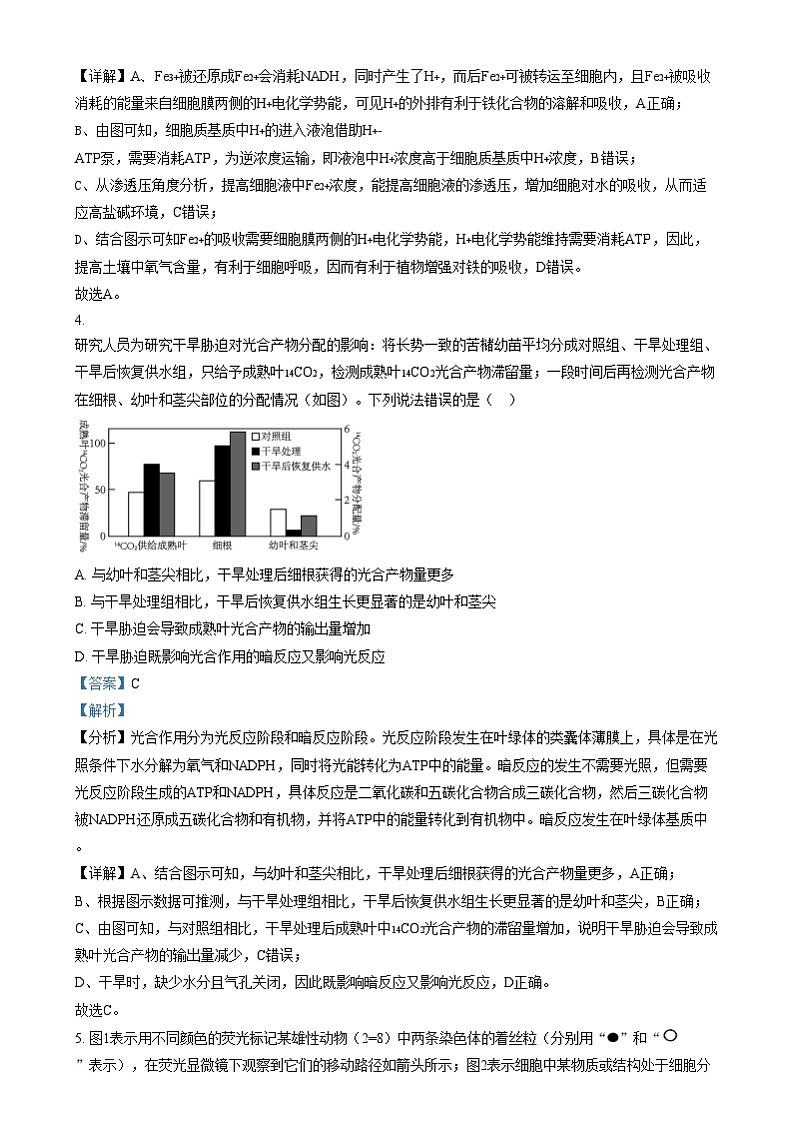 安徽省A10联盟2024—2025学年高三上学期12月联考生物试题  Word版含解析第3页