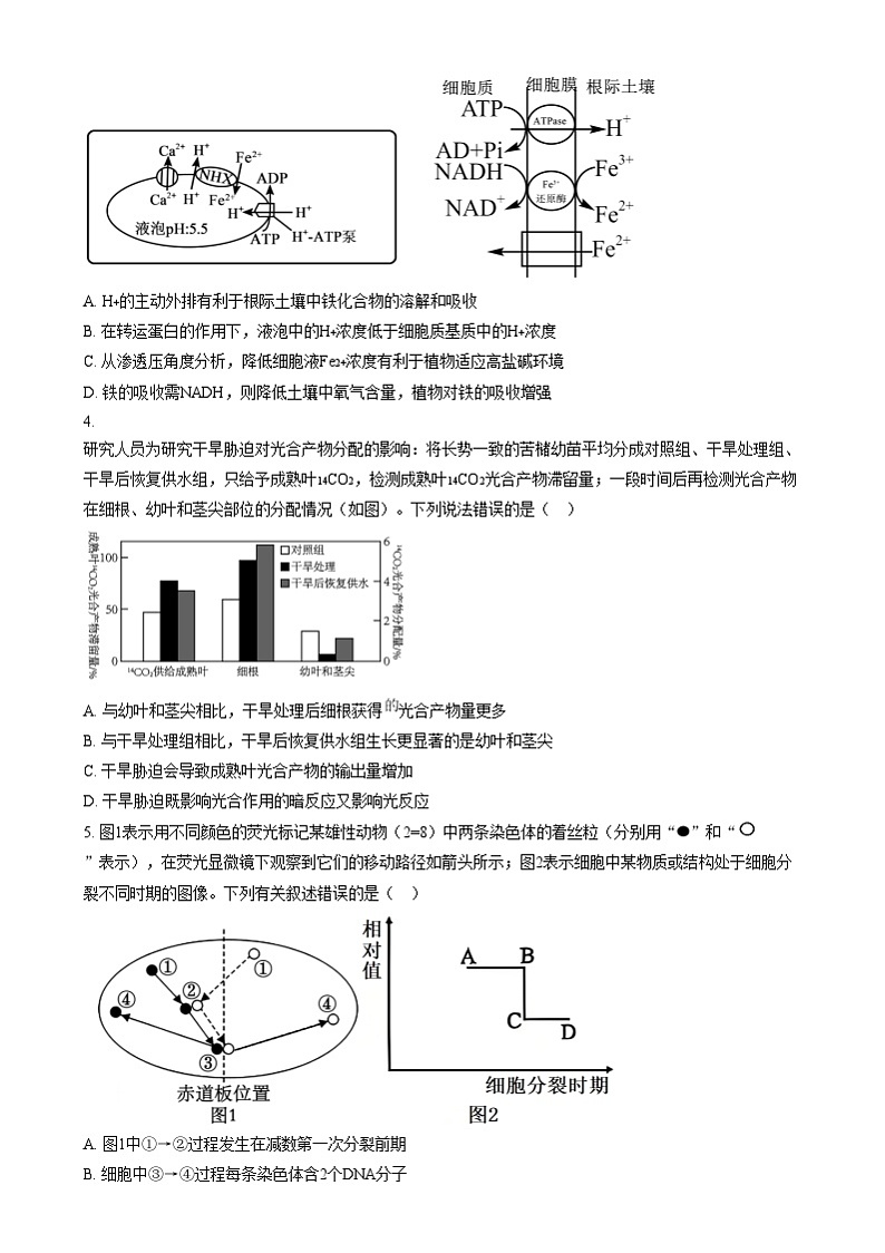 安徽省A10联盟2024—2025学年高三上学期12月联考生物试题  Word版无答案第2页