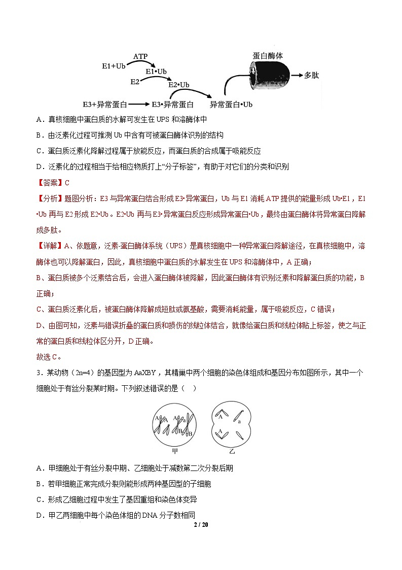 【开学摸底考】高三生物开学摸底考01（新高考通用，）-2024-2025学年高中下学期开学摸底考试卷 01（全解全析）第2页