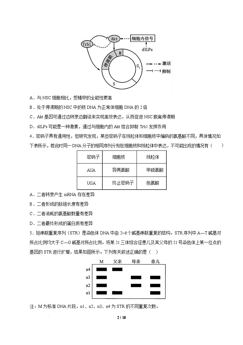 【开学摸底考】高三生物开学摸底考03（新高考通用,）-2024-2025学年高中下学期开学摸底考试卷 03（考试版）第2页