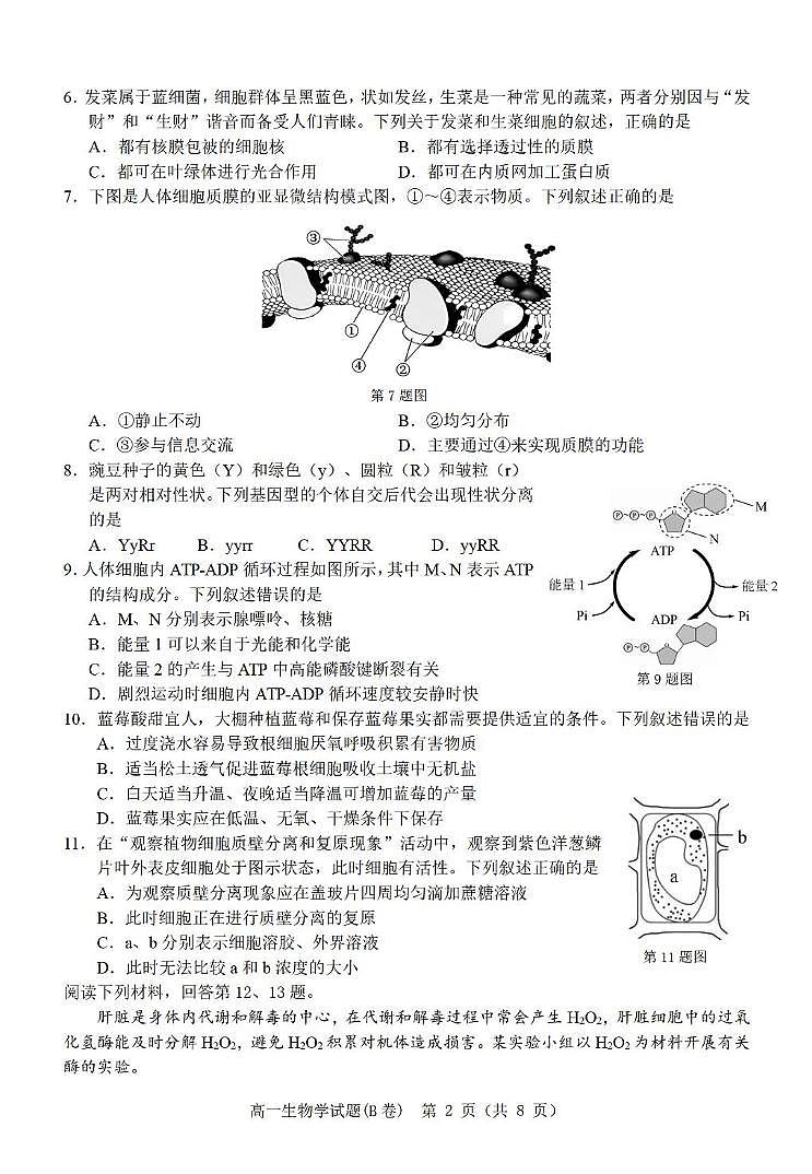 12.23高一生物试题（B卷）第2页