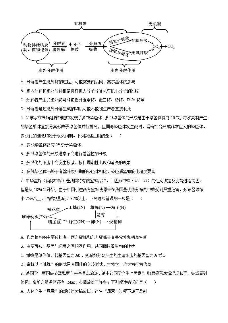 湖北省武汉外国语学校2025届高三上学期10月考试生物试题 Word版无答案第2页