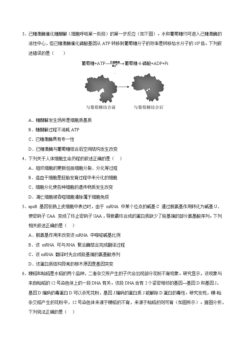 2025年普通高等学校招生全国统一考试适应性测试生物试卷02（含答案解析）第2页