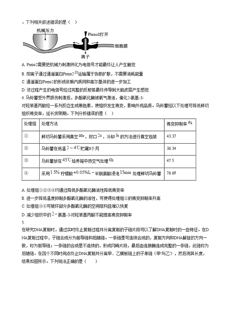 湖南省长沙市第一中学2024-2025学年高三上学期阶段性检测（五）生物试卷（Word版附答案）第2页