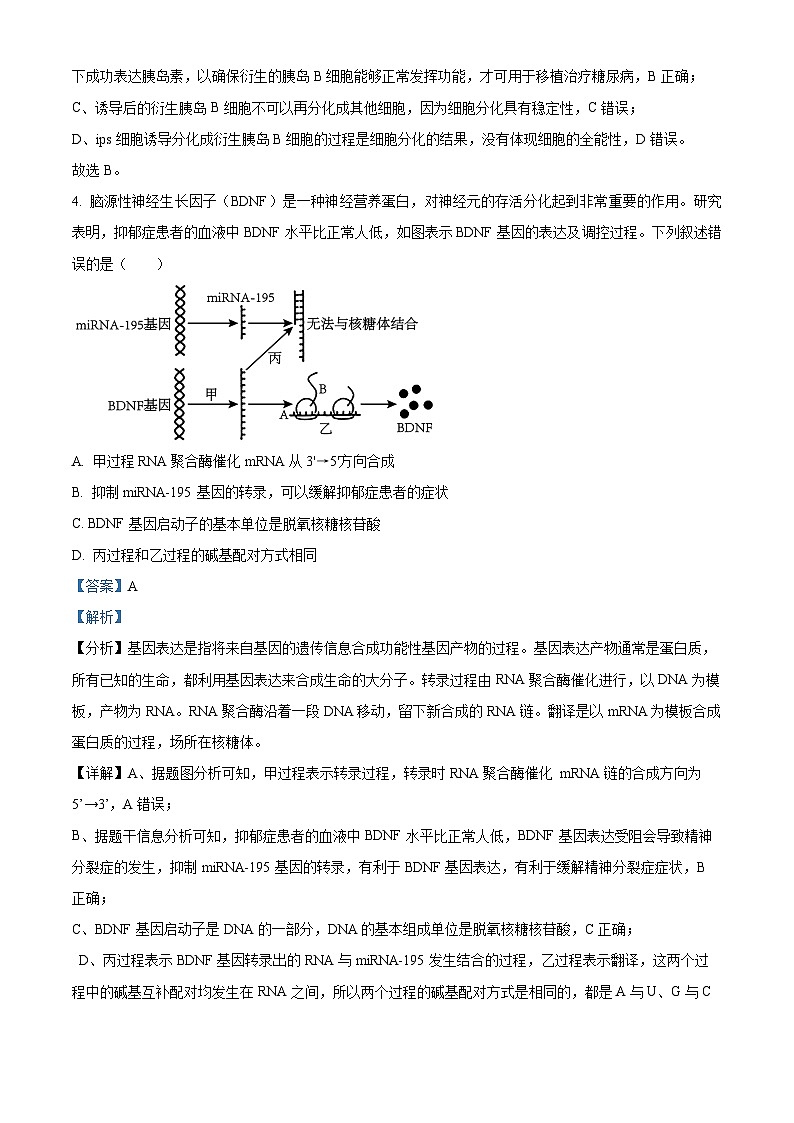 重庆市育才中学2024-2025学年高三上学期一诊模拟考试生物试卷（Word版附解析）第3页