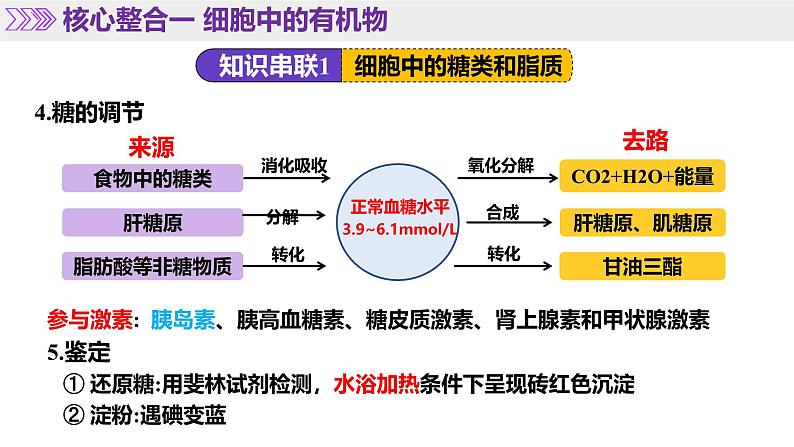 第01讲 细胞中的元素和化合物（上课课件）-2025年高考生物二轮复习（新高考通用）第8页