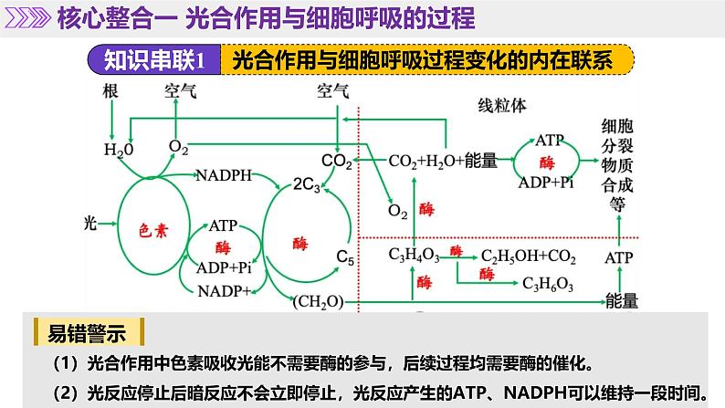 第04讲 细胞呼吸和光合作用（上课课件）-2025年高考生物二轮复习（新高考通用）第7页